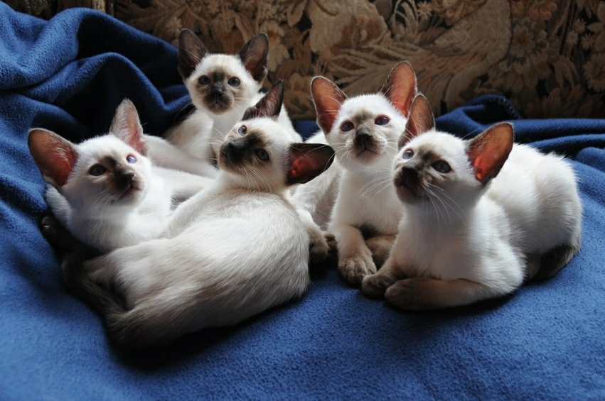 baby siamese cats